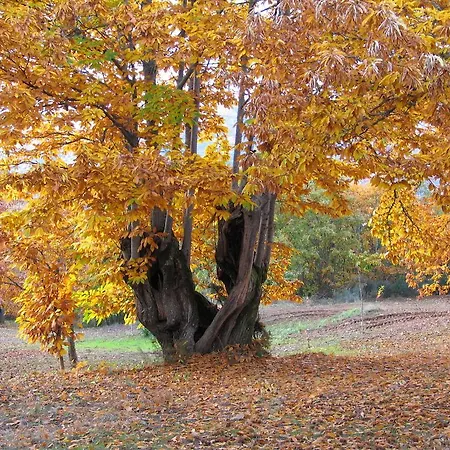 Casa Da Bica Gondesende Bragança