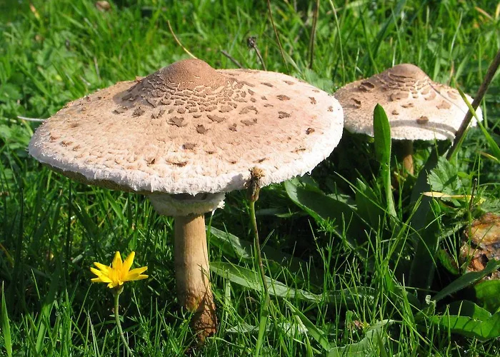 Gospodarstwo wiejskie Casa Da Bica Gondesende